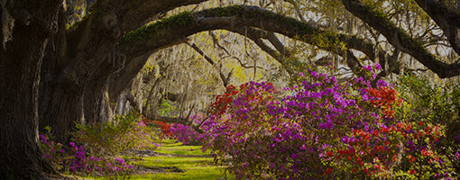 Essential RV South Carolina: Top Travel Destinations in the Palmetto State